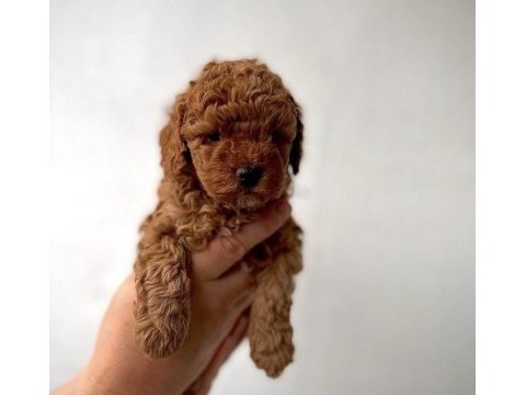 Red toy poodle yavrularım 