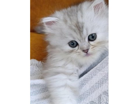 Dişi british longhair silver point yavru