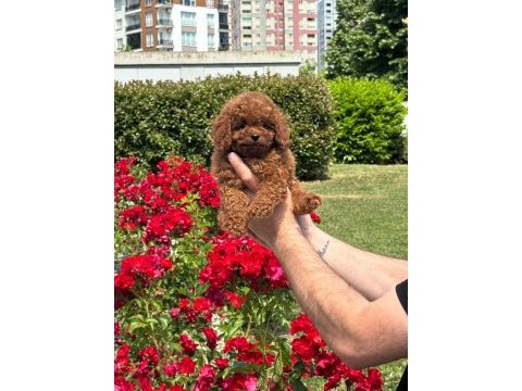 Toy poodle bebeklerimiz
