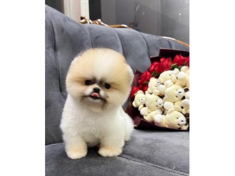 Orjinal pomeranian boo