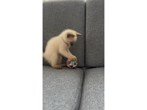 Nadir güzellikte siyam kedisi yavrusu