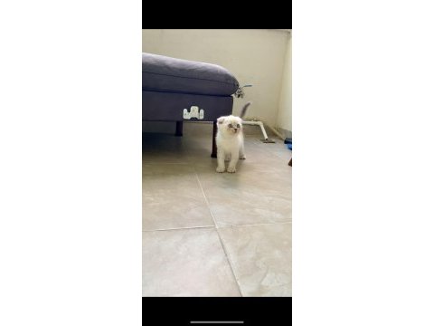 Scottish fold lynx point