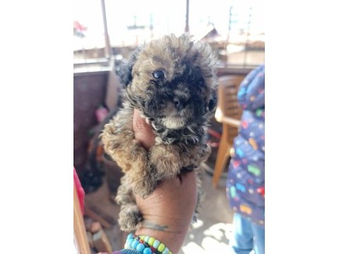Yavru maltipoo