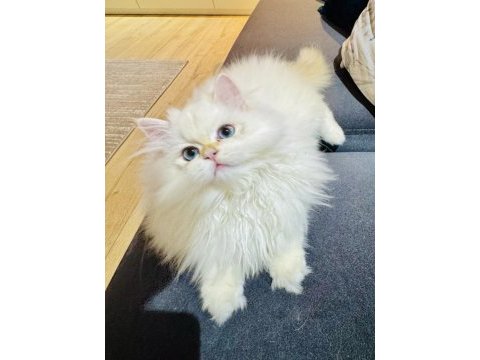 Saf kanlı british longhair erkek kedimiz