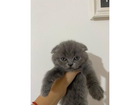 Sütten yeni kesilen tuvalet eğitimi olan