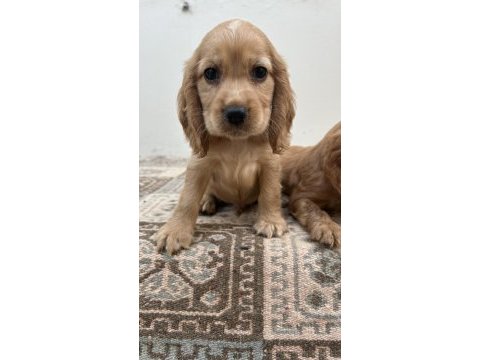Kızıl renk english cockerlar