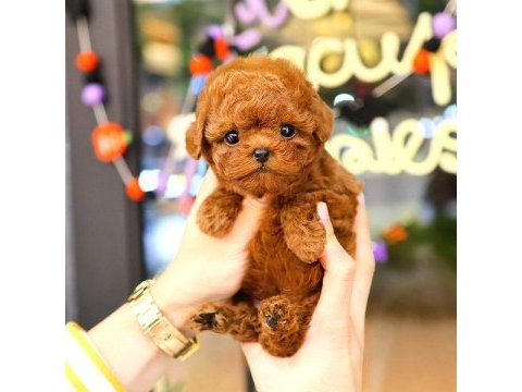 Korean toy poodle yavrularım
