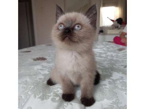 Kaliteli çikolata point dişi british shorthair