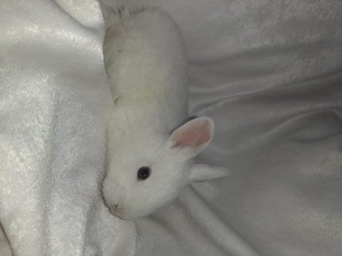 Beyaz yavru tavşanlar