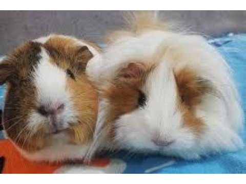 Safkan ırk garantili guineapig yavrularım