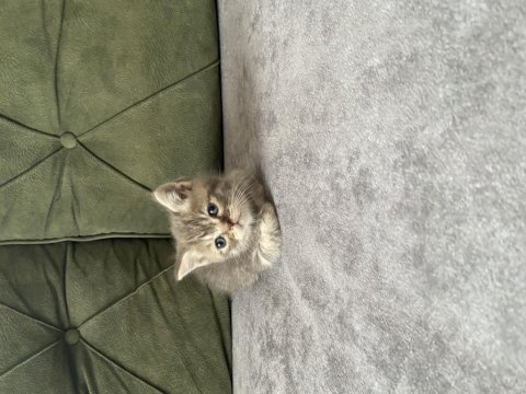 British shorthair