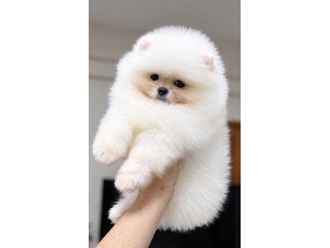 Kartopu gibi pomeranian boo