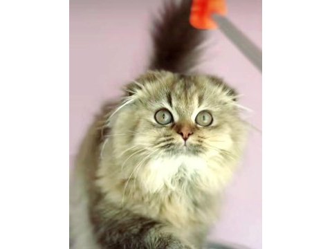 Scottish fold highland golden dişi