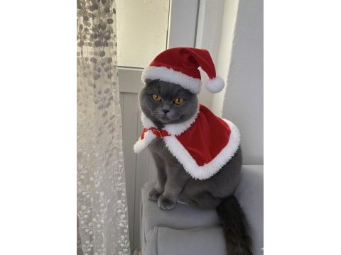 Ücretsiz sahiplendirme scottish fold kedimiz