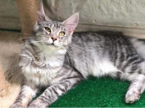 Erkek main coon