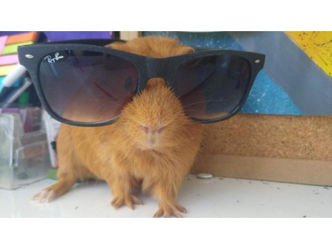 Guinea pig çiko ya iyi bir yuva arıyoruz