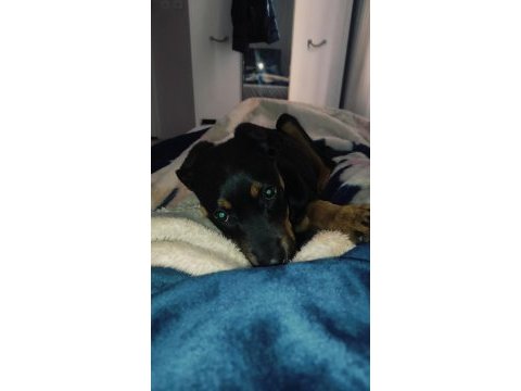 4 aylık dişi rottweiler aşıları tam