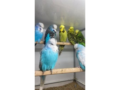 Show jumbo muhabbet kuşu