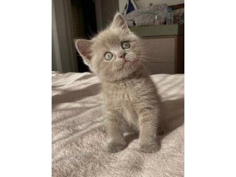 Özel renk lilac british shorthair