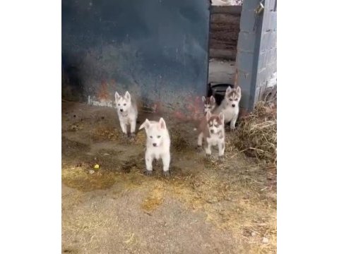 A kalite husky sibirya kurdu yavrularım