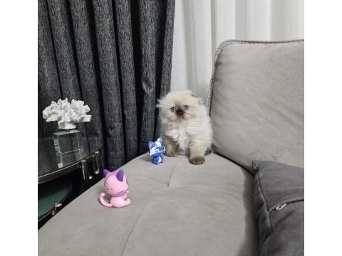 Aile sıcaklığında büyüyen scottish fold british yavrular