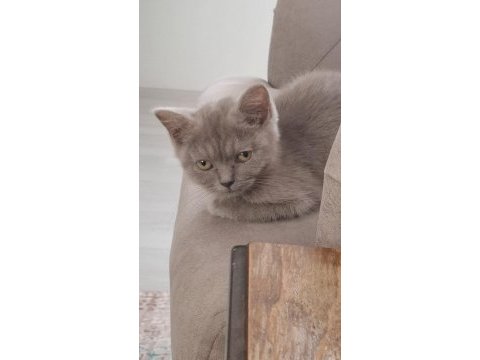 3 aylık british shorthair
