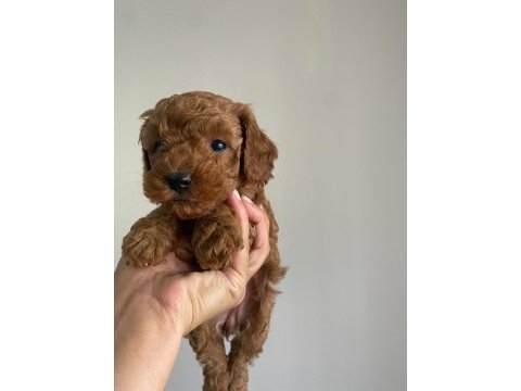 Red brown toy poodle yavrular