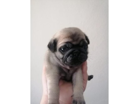 Pug yavrularımız ırk garantilidir