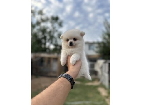 Pomeranian yavrumuz