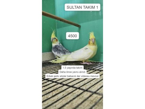 Üretime uygun takım sultan papağanları