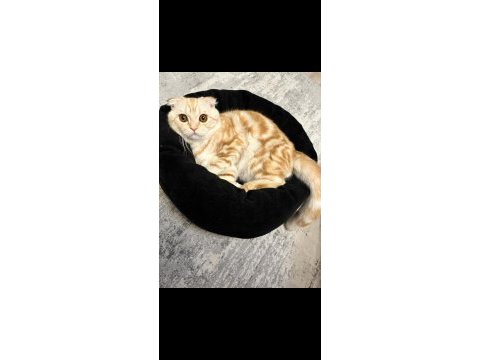 Scottish fold kedimiz