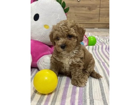 Çiş eğitimli maltipoo balı