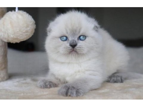 Deniz mavisi gözlü scottish fold shorthair 