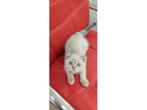 Scottish fold hair long blue point