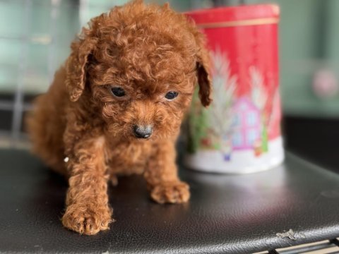 Tea cup kore poodle yavrular petmode den