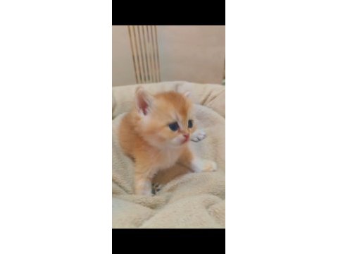 British shorthair ve british longhair