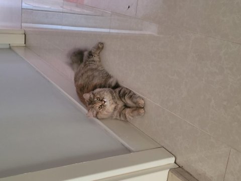 British longhair gümüş rengi