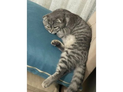 10 aylık erkek scottish fold