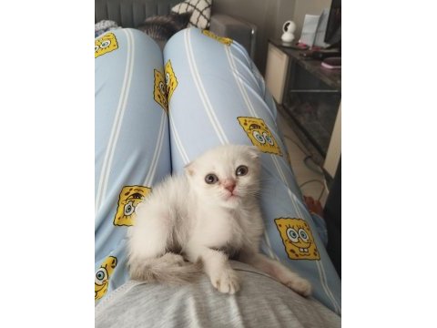 Dişi ve erkek son scottish fold yavrular