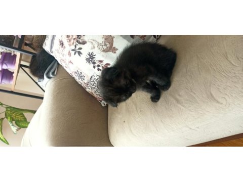 1.5 aylık scottish fold kedisi