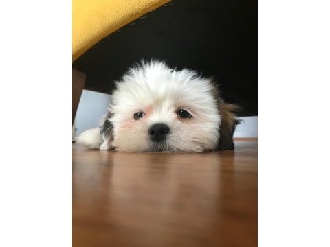 Tatlış shih tzu