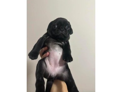 Pug mola yavrular 0-3 aylık
