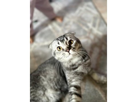 Scottish fold çocuğumuz olacak diye sahiplendirilecek