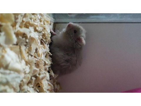Teddy bear hamster