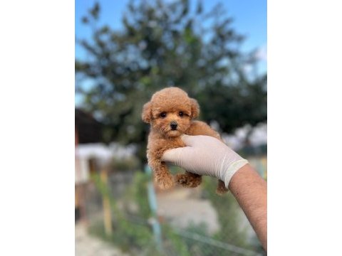 Toy poodle köpekler referans yavru