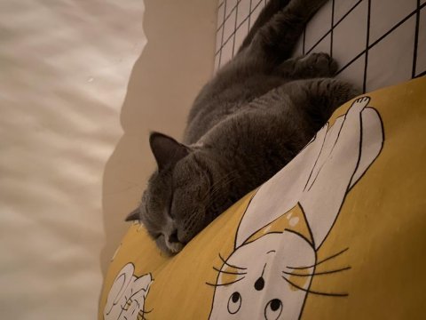 Gri british shorthair 2 yaşında