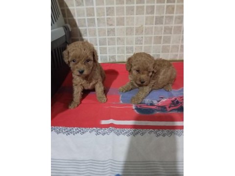 Poodle yavrularımız mini ve toy boy renk renk