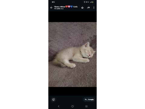 1 aylık yavru british shorthair