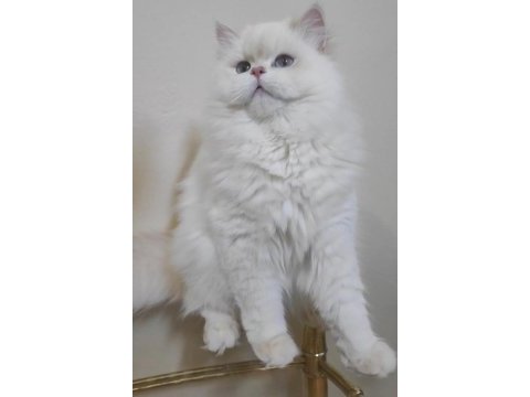 Safkan british longhair yavrularımız