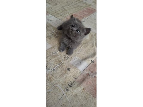 Kucuk biritish mınnagım